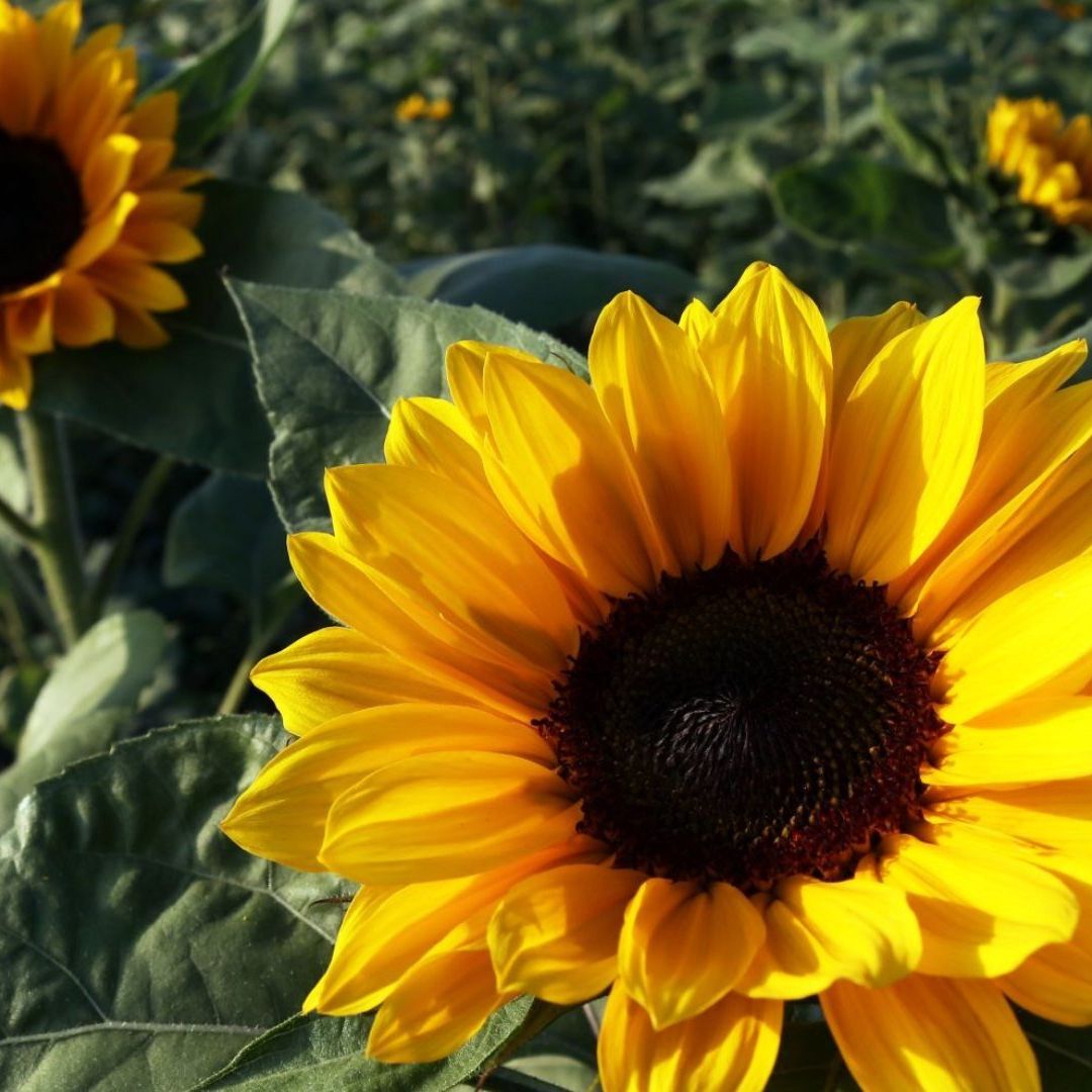 Girasoles. Qué Plantas son resistentes al calor y el sol.